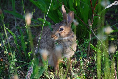 rabbit hare bunny