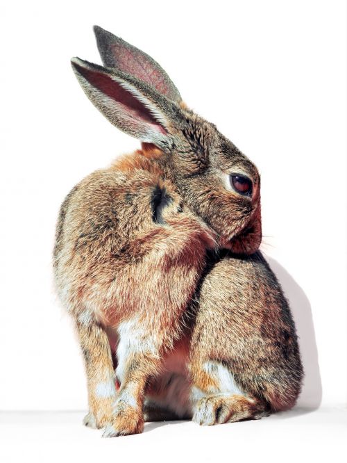rabbit hare cure