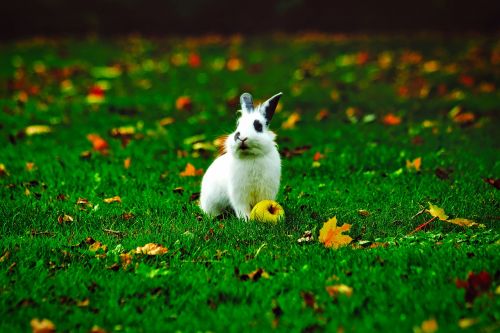 rabbit bunny animal