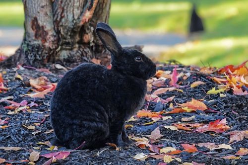 rabbit bunny hare