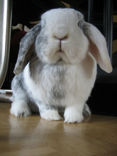 rabbit black and white pet