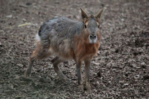 rabbit zoo nature