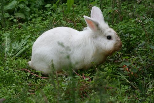 rabbit bunny animal