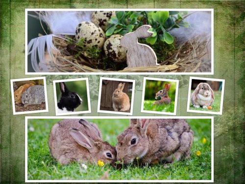 rabbit easter collage