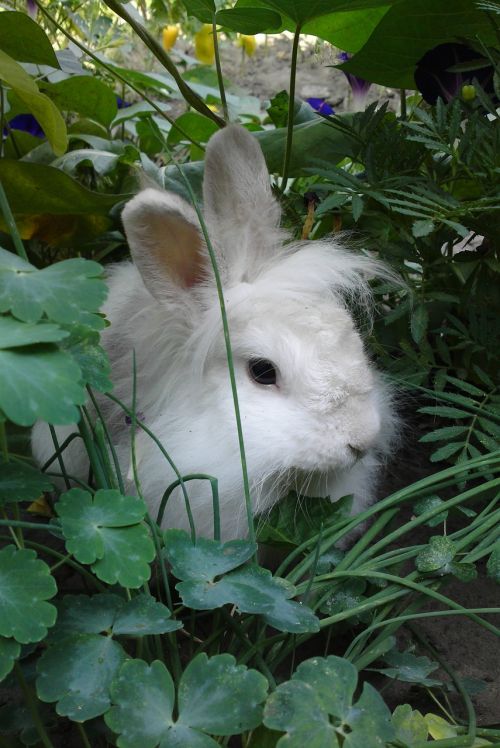 rabbit animals living nature