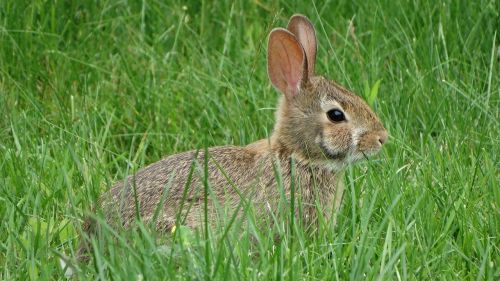 rabbit grass nature