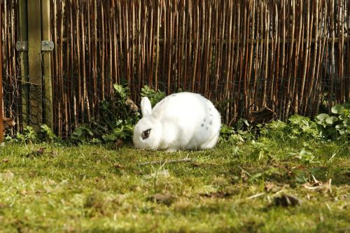 rabbit bunny pet