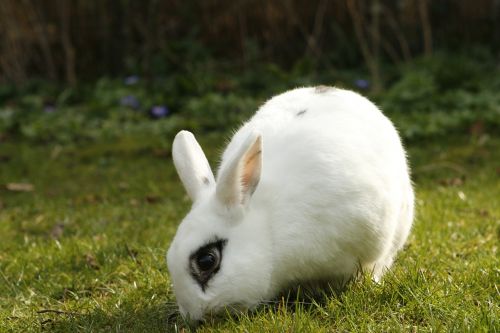 rabbit bunny pet