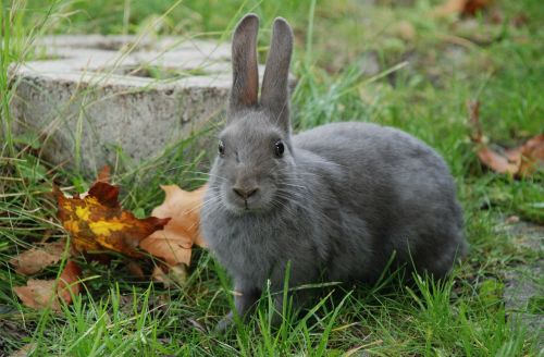 rabbit gray nature