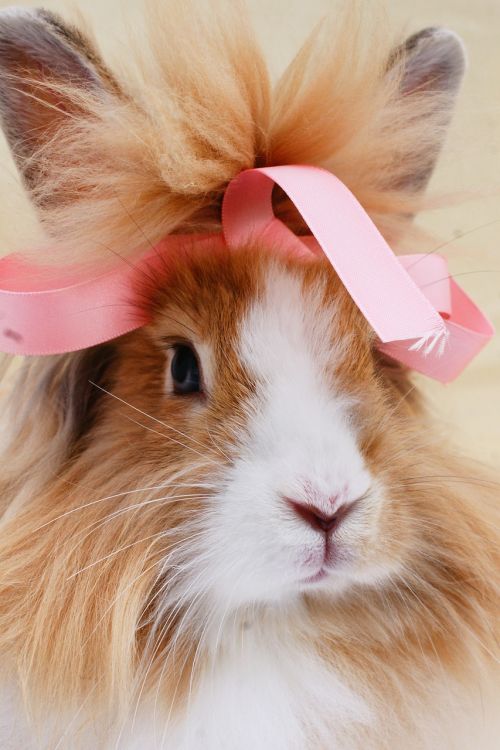 rabbit ribbon bunny