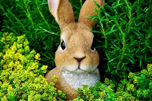rabbit easter bunny