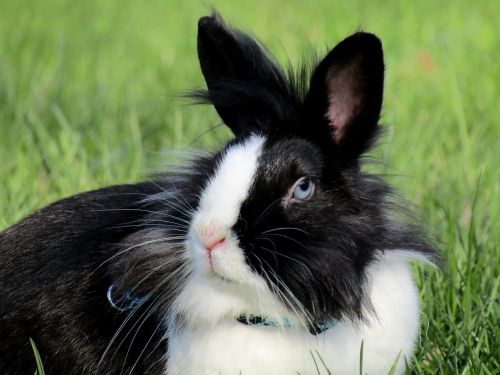 rabbit bunny ušák
