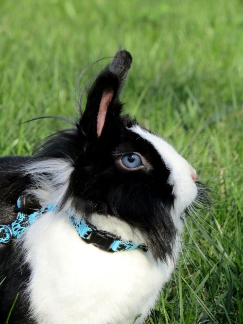 rabbit bunny ušák