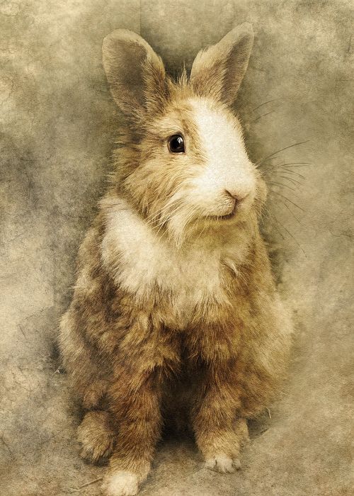 rabbit animal sitting