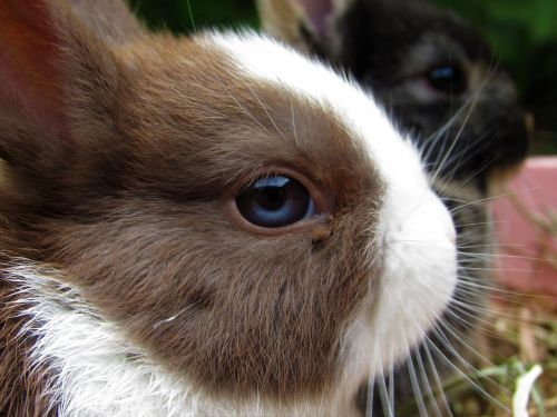 rabbit netherland dwarf cute