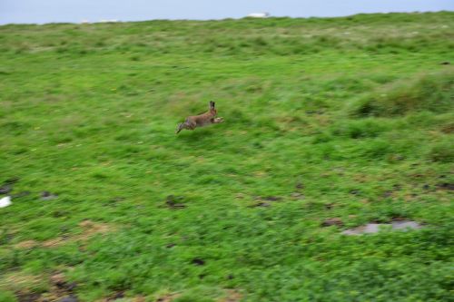 rabbit hare ireland