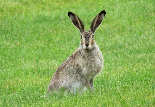 rabbit bunny hare