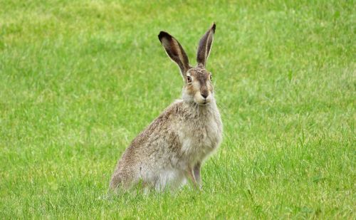 rabbit bunny hare