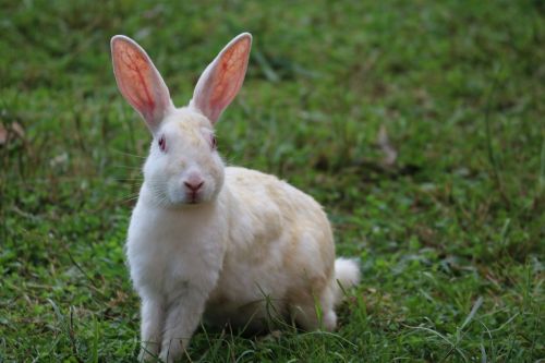 rabbit bunny cute