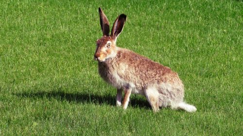 rabbit hare bunny