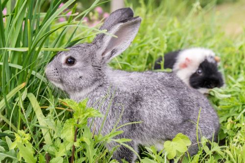 rabbit guinea pig pet