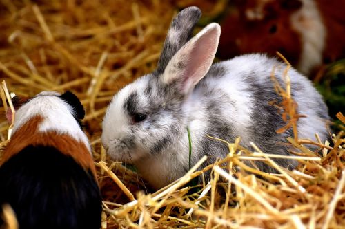 rabbit guinea pig animals