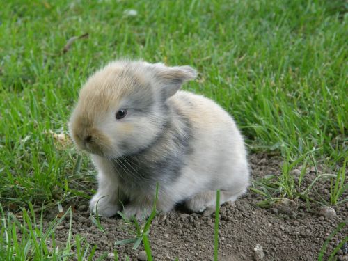 rabbit baby hare