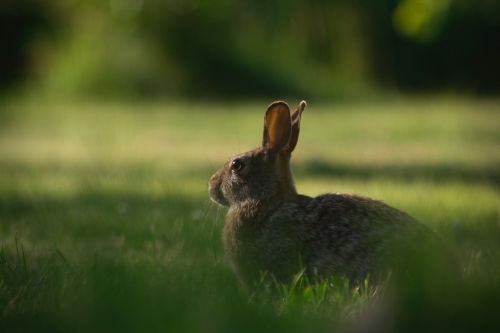 rabbit pet animal