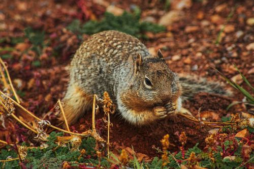 rabbit wildlife green