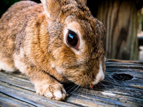 rabbit pet animal