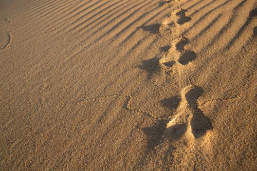 rabbit tracks sand