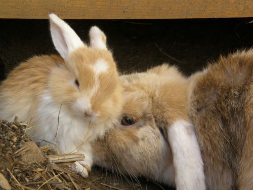 rabbit floppy ear pet