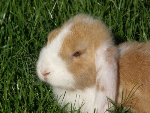 rabbit floppy ear portrait