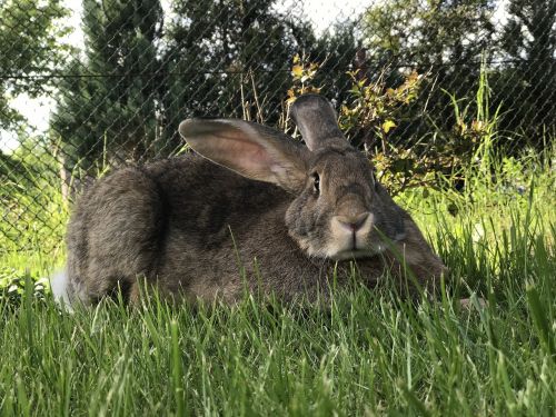 rabbit grass animal