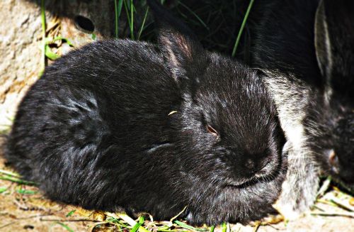 rabbit black bunny