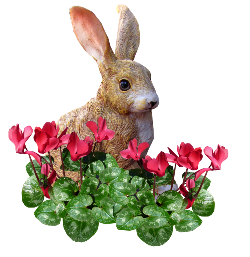 rabbit in cyclamen