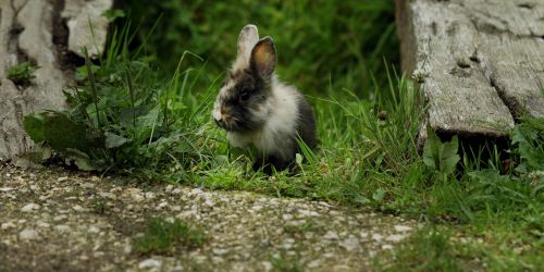 rabbit wild nature