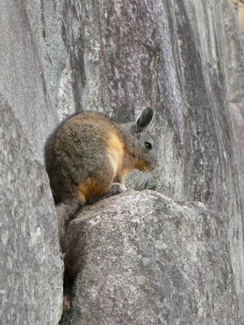 rabbit ucayali peru