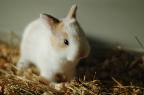 rabbit small bunny
