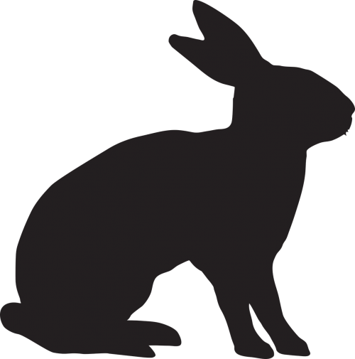 rabbit animal bunny