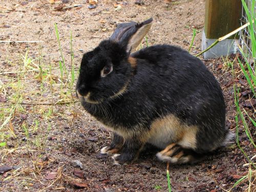 rabbit oryctolagus pet