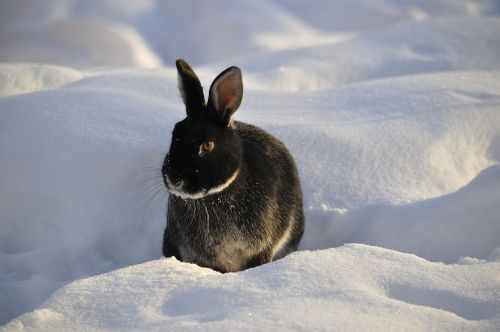 rabbit winter snow
