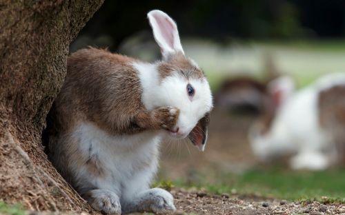 rabbit eat brown