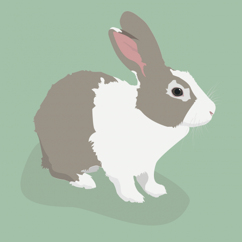 rabbit bunny cute