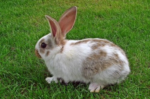 rabbit lawn furry