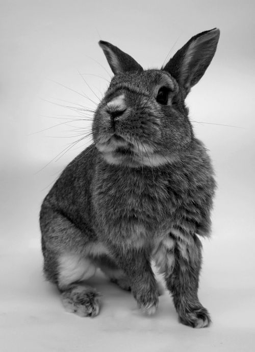rabbit cute portrait