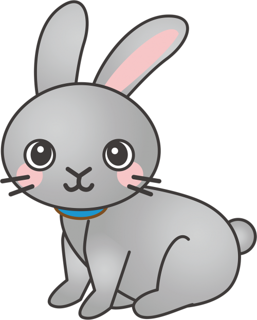 rabbit bunny animal