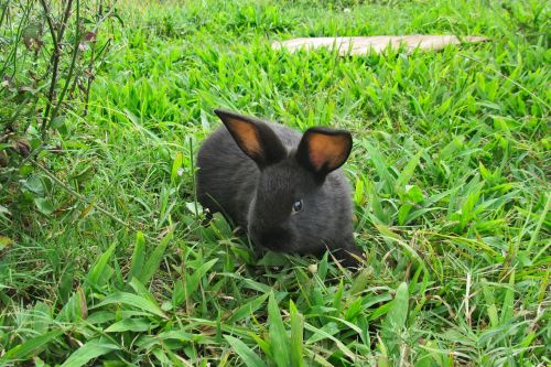 rabbit bunny grass