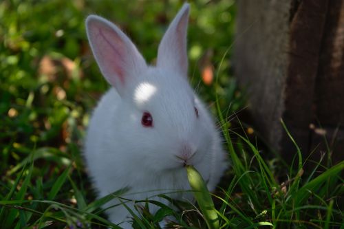 rabbit grass cute