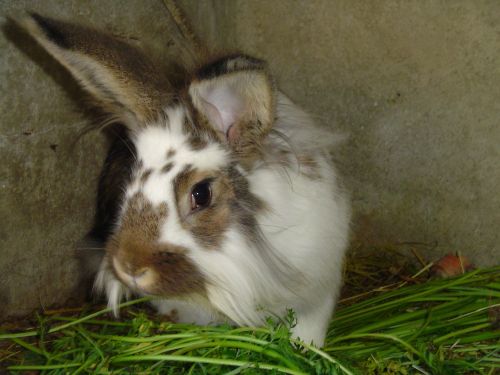 rabbit animal grass